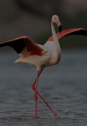 Best Resort in Jawai